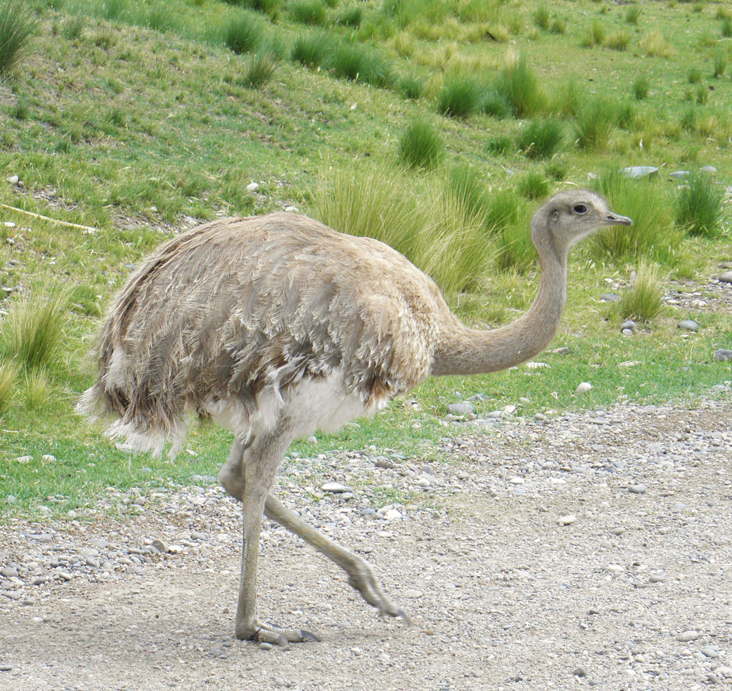 Birds of The World Large flightless birds