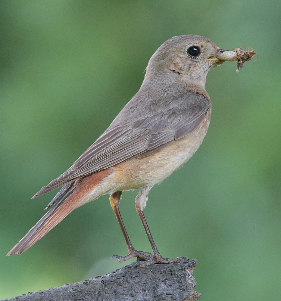 Common Redstart (Phoenicurus phoenicurus) by Jerzy_Strzelecki.