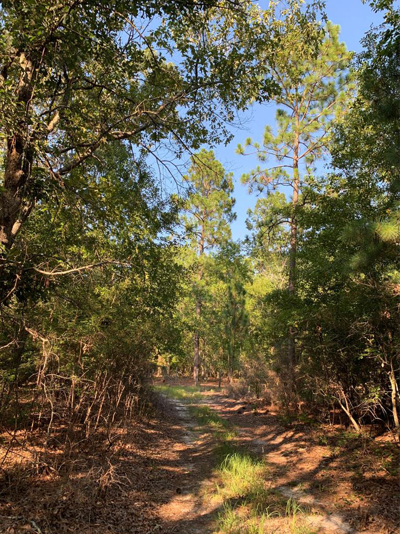 Land for Sale in Aiken County Farm Land for Sale in Aiken SC