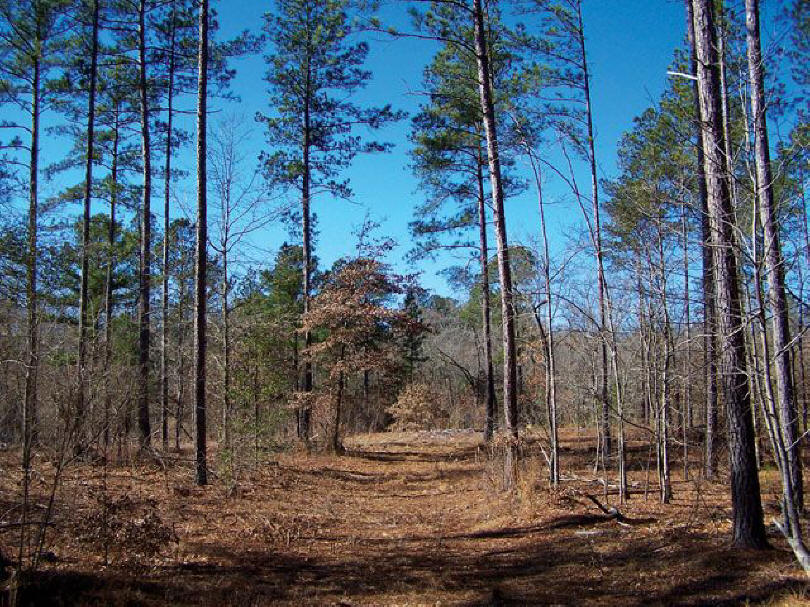 Land for Sale in Aiken County Farm Land for Sale in Aiken SC