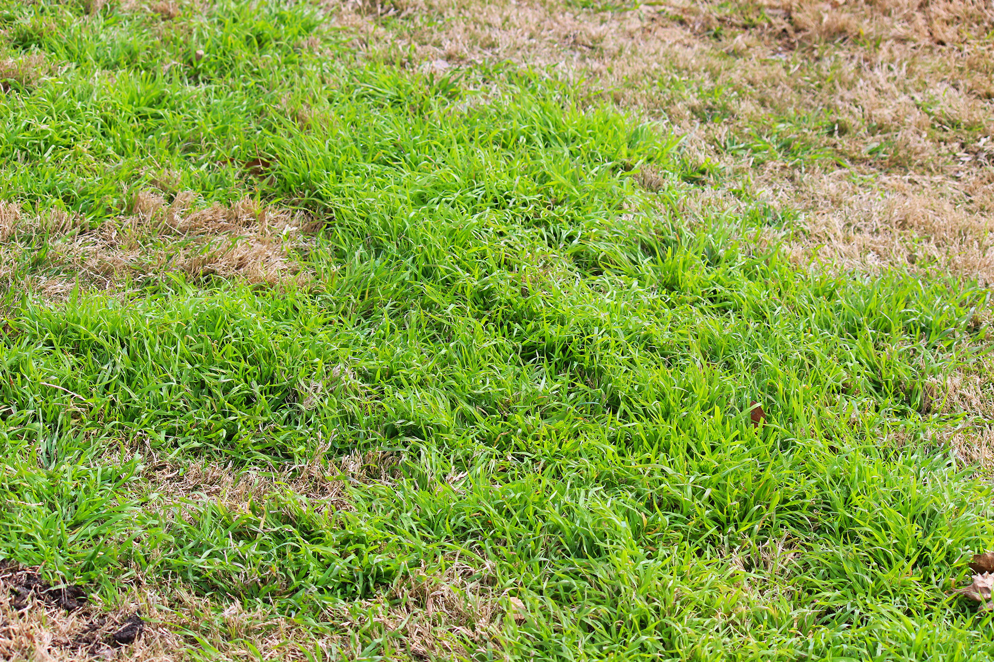 Fall Weed Control with PreEmergent Herbicide Applications Carolina