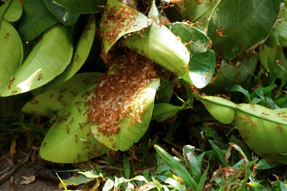 How to Combat Fire Ants, Mosquitoes and Wasps Carolina Fresh Farms