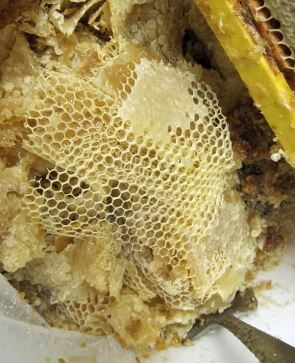 beeswax cappings Carolina Honeybees Farm