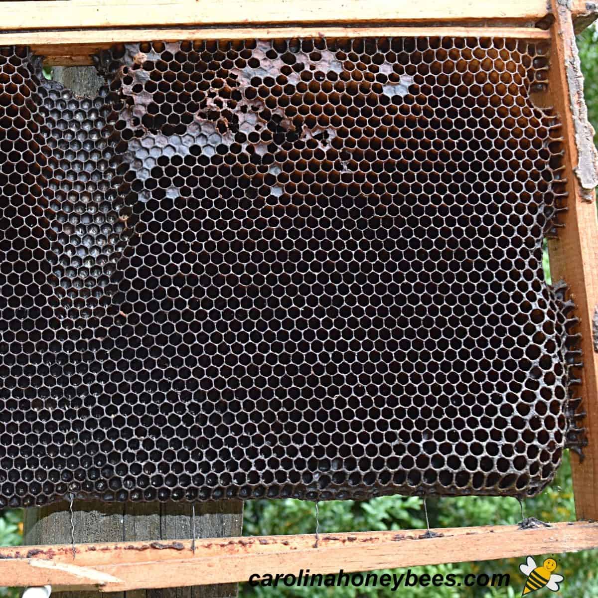 Comb Rotation Replacing Old Brood Frames Carolina Honeybees