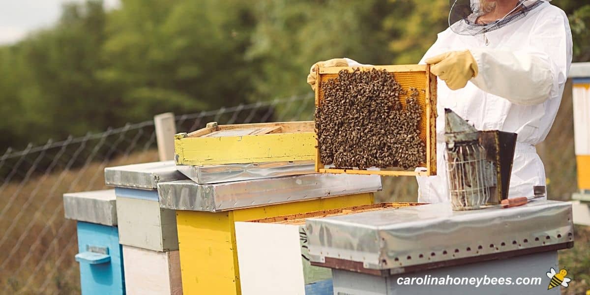 Beekeeping for Beginners (Step by Step Guide) Carolina Honeybees