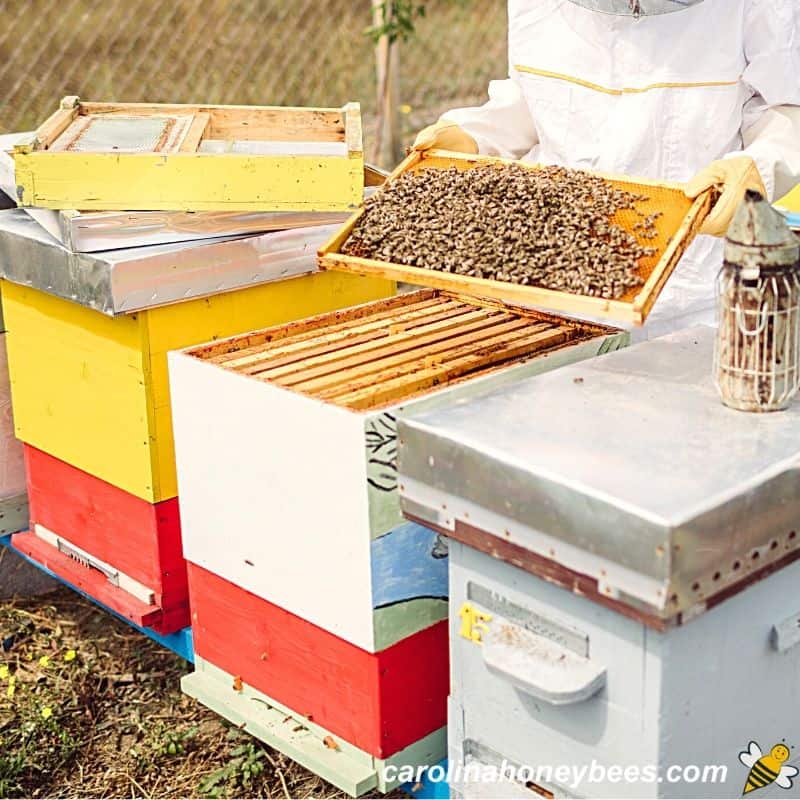 Online Beekeeping Course Do You Need One? Carolina Honeybees