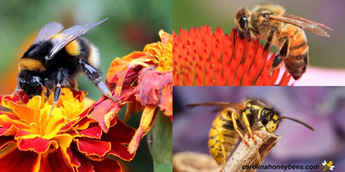 When do Bees Come Out? Tips on Bee Season Carolina Honeybees