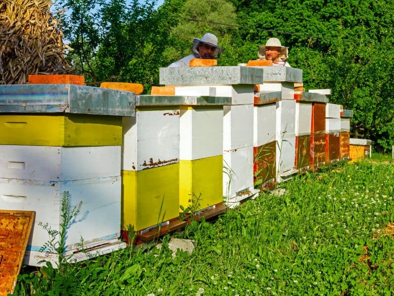 How to Set Up an Apiary (Bee Yard) Carolina Honeybees