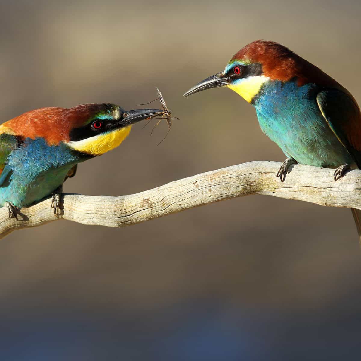 Birds'n'Bees campestre.al.gov.br