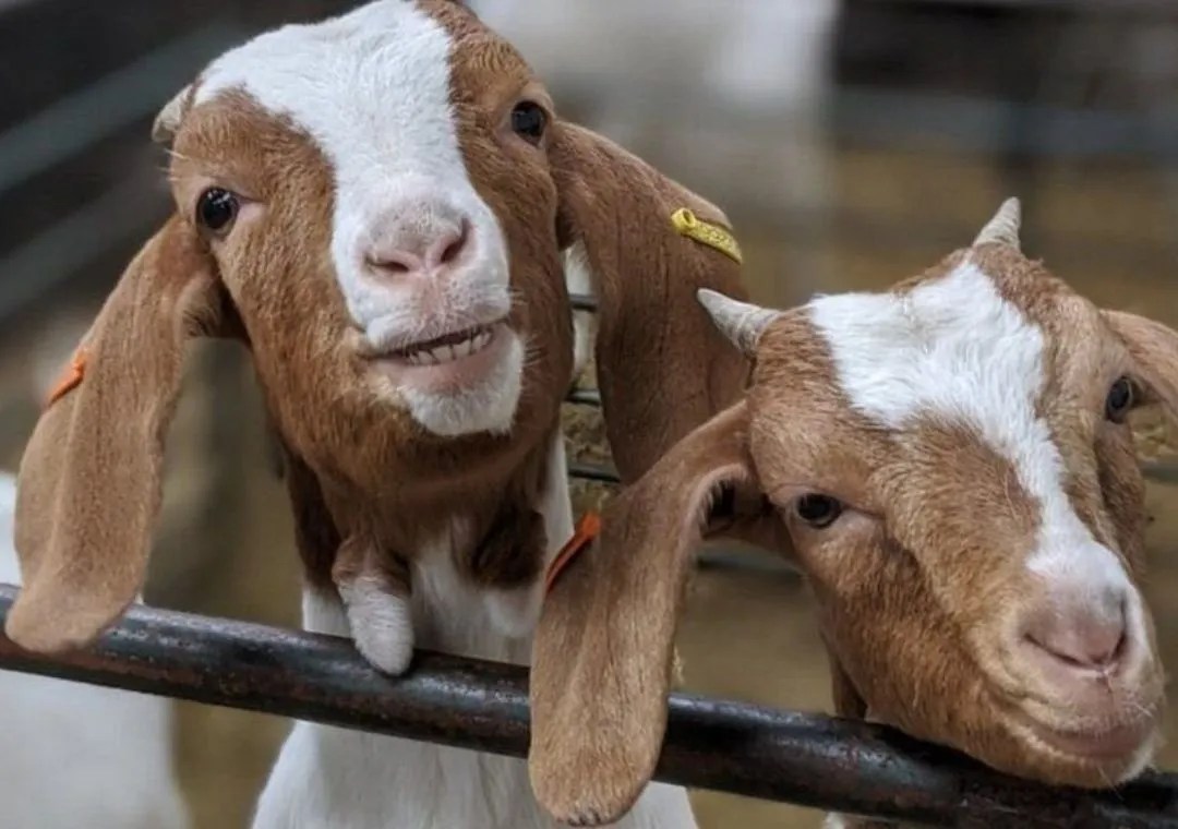 Ye Old Goat Farm Carolina Ocoee