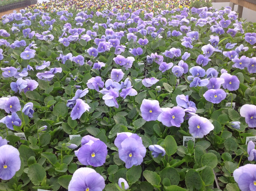 Annuals, Perennials, & Roses Carolina Seasons Nursery