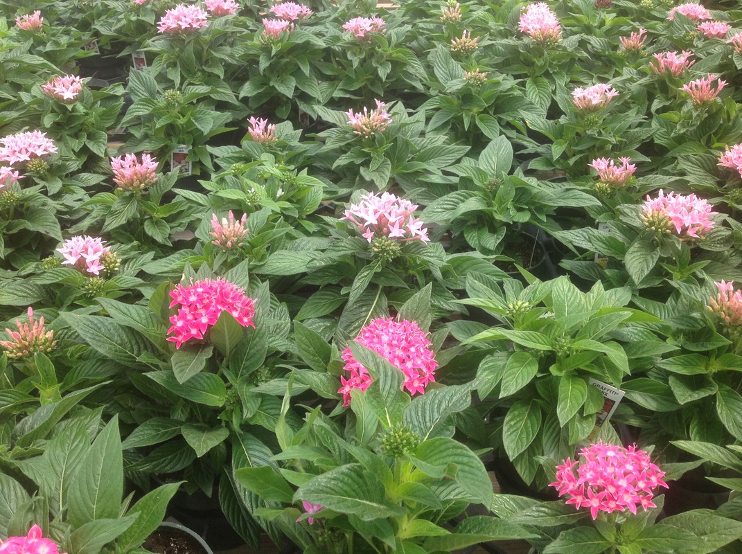 Annuals, Perennials, & Roses Carolina Seasons Nursery