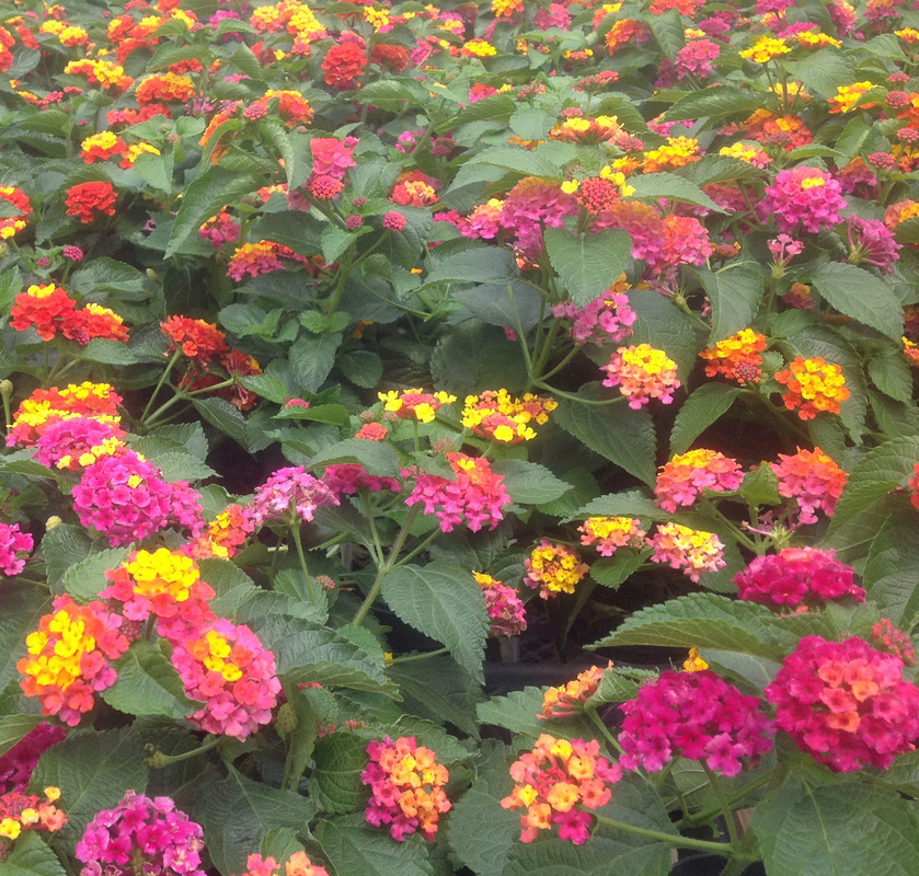 Annuals, Perennials, & Roses Carolina Seasons Nursery