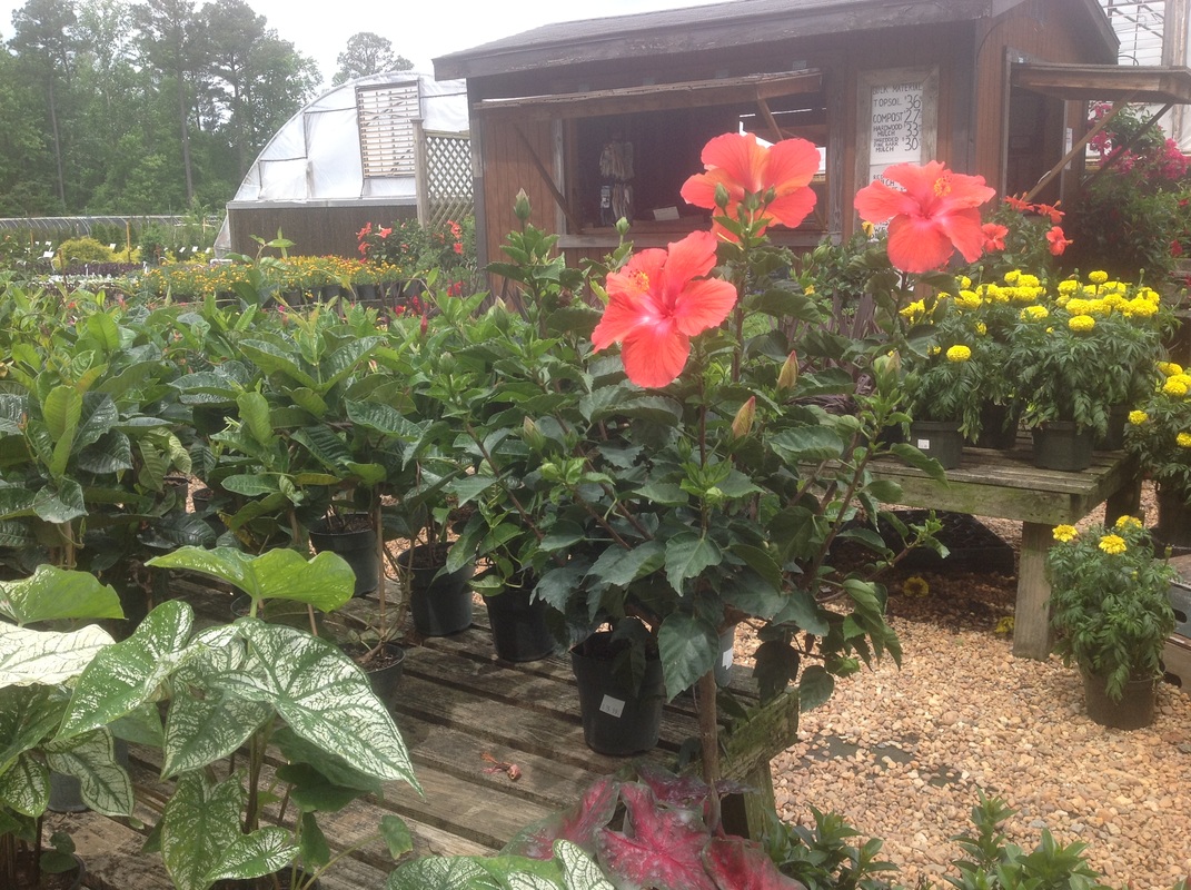 Annuals, Perennials, & Roses Carolina Seasons Nursery