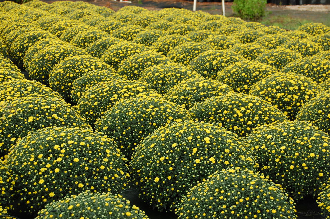 Annuals, Perennials, & Roses Carolina Seasons Nursery