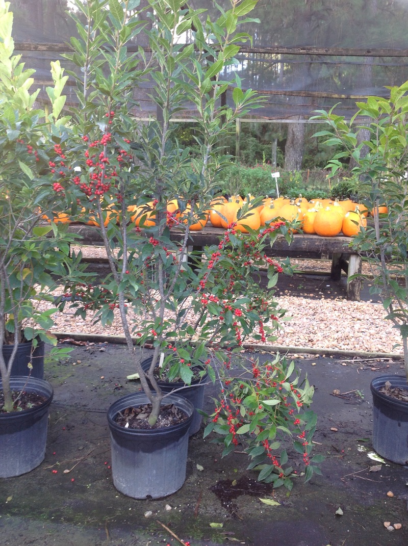 Trees & Shrubs Carolina Seasons Nursery