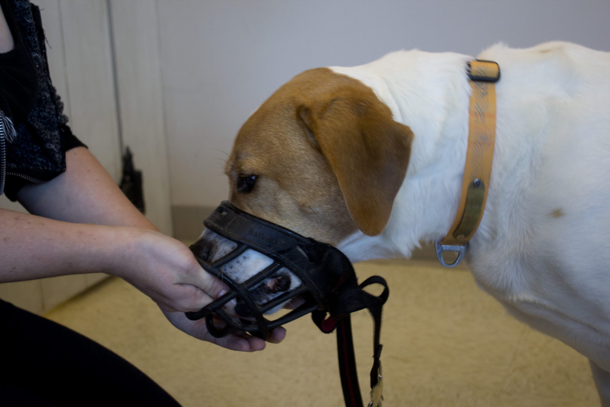 Do Pitbulls Have To Wear Muzzles