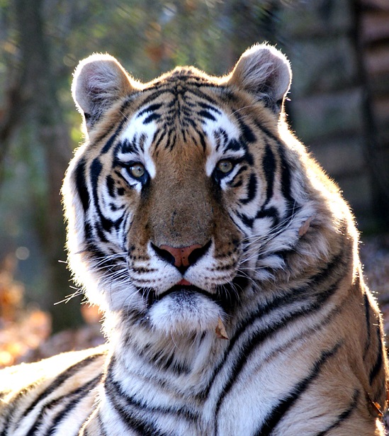 About Carolina Tiger Rescue