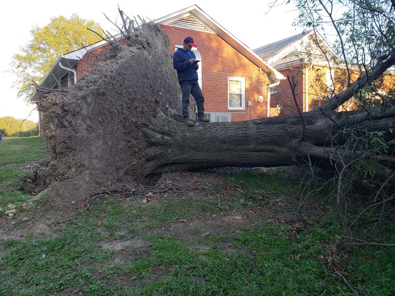Gallery Carolina Tree Service