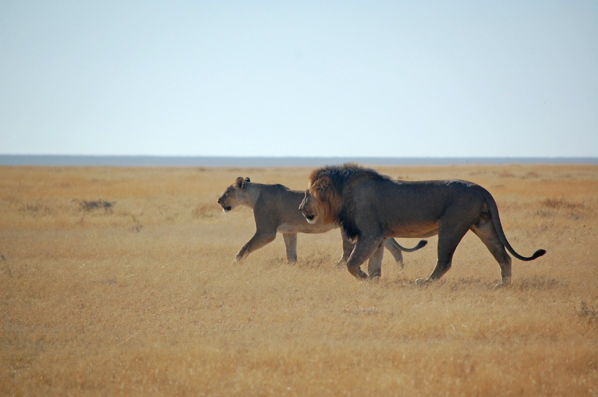 My 10 most memorable wild animal encounters Writes of Passage