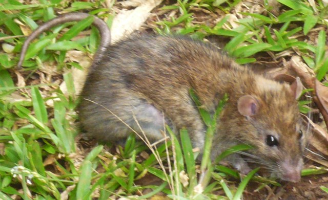 Les animaux de l'île Bienvenue chez moi, à la Réunion