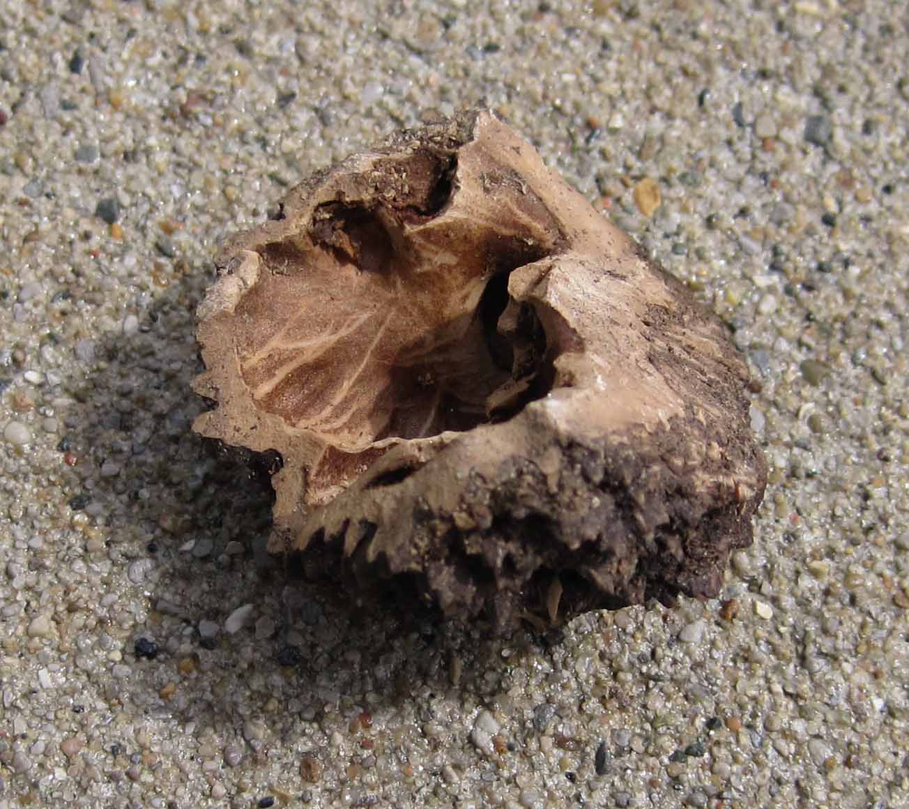 Mystery Of The Broken Walnut Shells At May Dreams Gardens Carol J