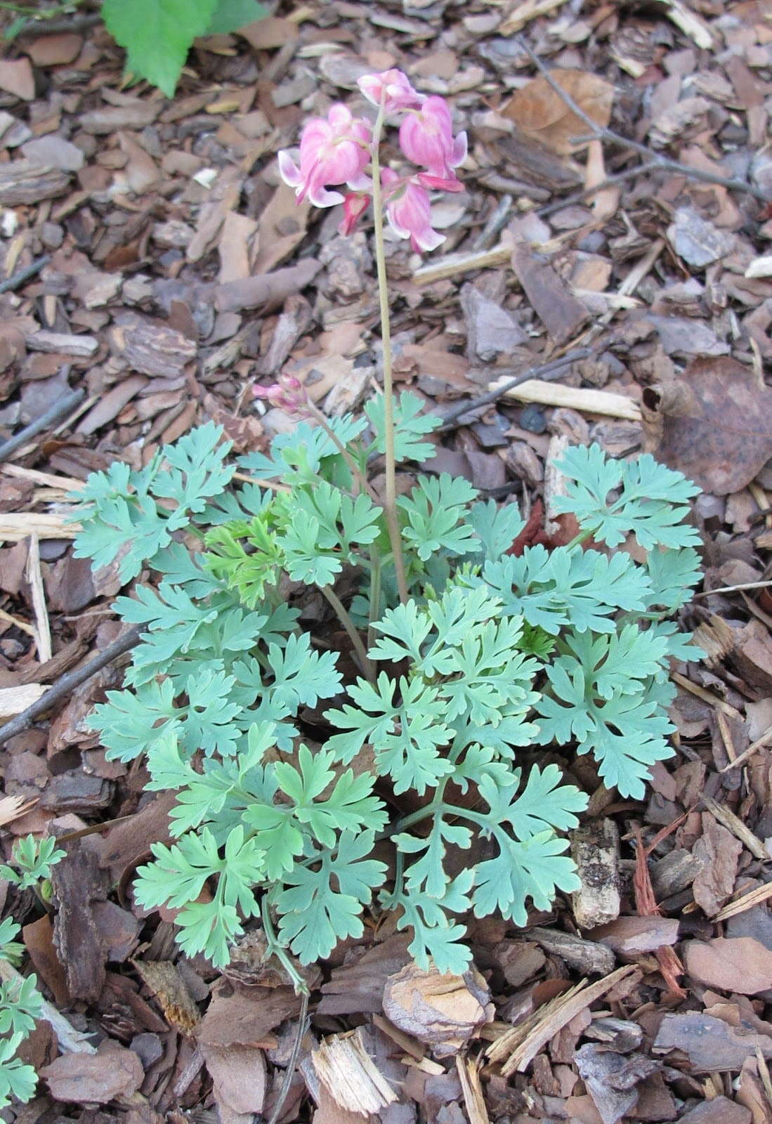 Guest Post Garden Fairies Discuss "Lightly Tended" Carol J. Michel