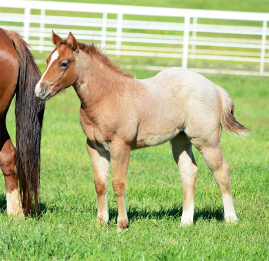 169022 Carol Rose Quarter Horses