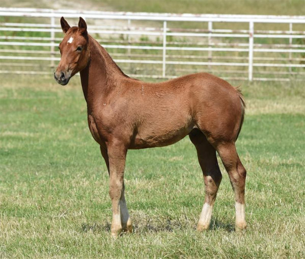 Chex_Code3 Carol Rose Quarter Horses