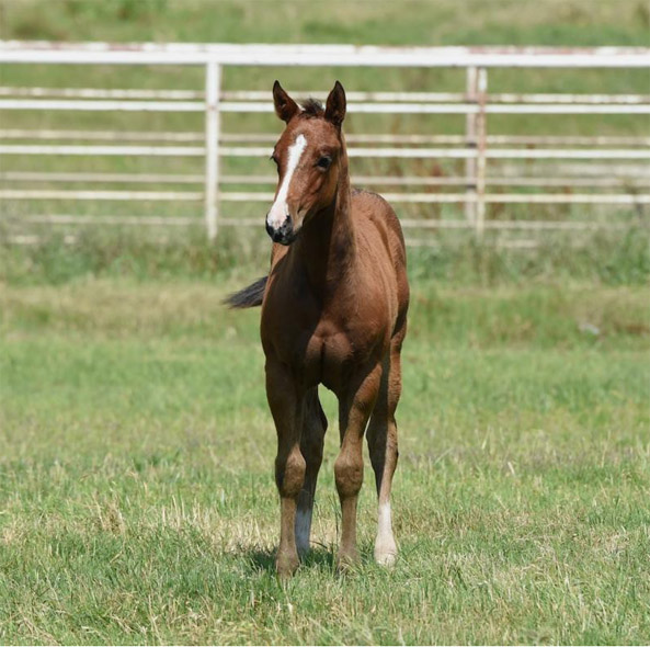 Sparkadual Carol Rose Quarter Horses