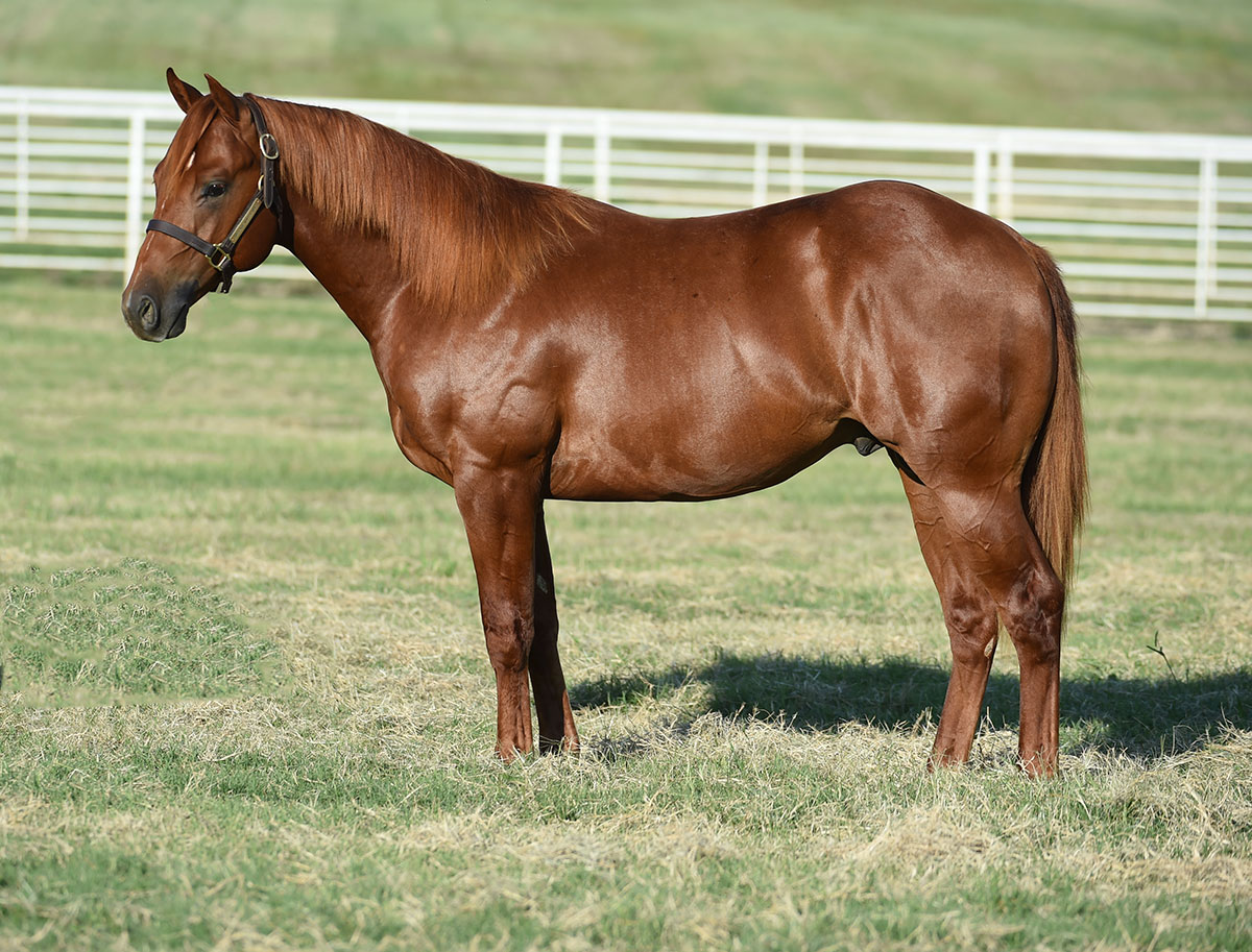 dsc_3715 Carol Rose Quarter Horses