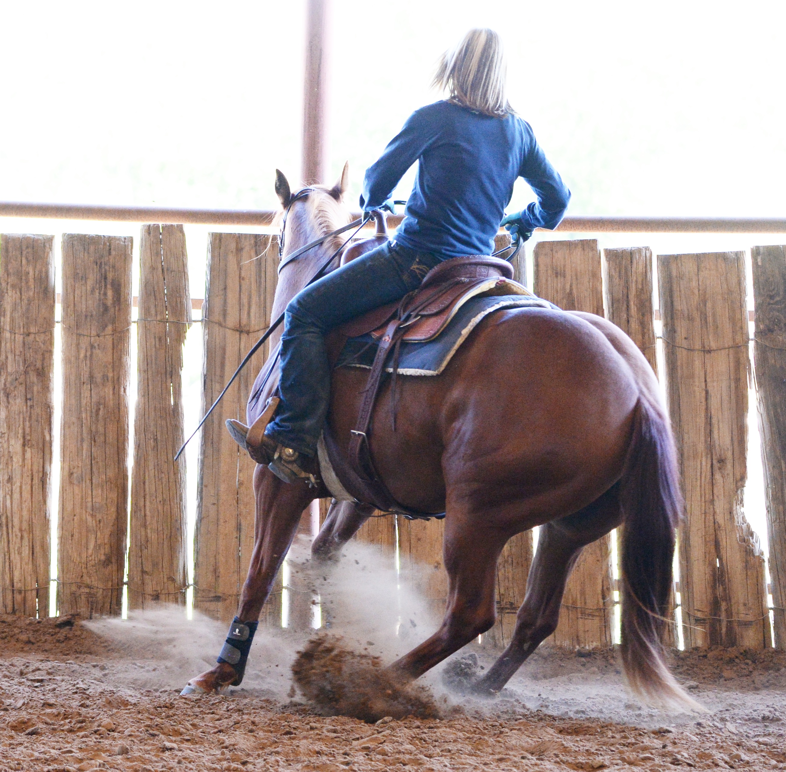 Our Horses Carol Rose Quarter Horses
