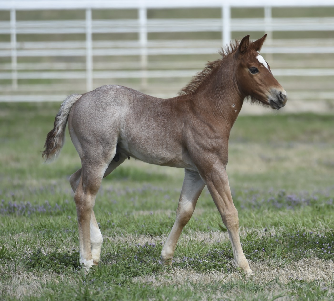 DSC_4669 Carol Rose Quarter Horses