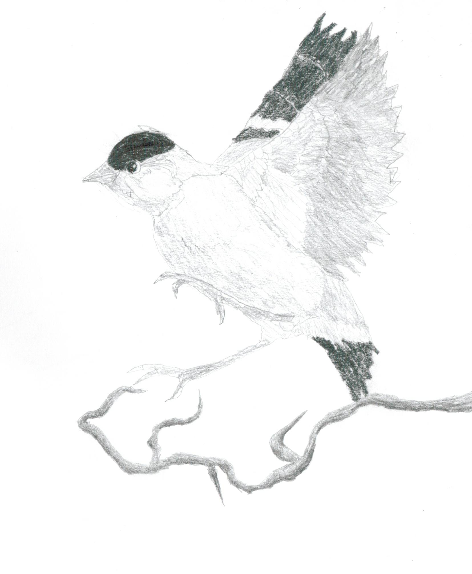 A bird landing on a branch Carol's Notebook