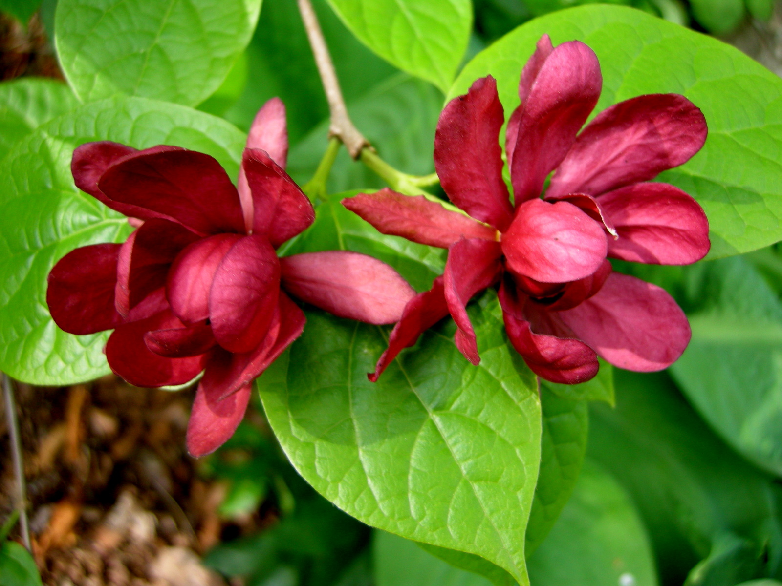 Woody Plants for Shade Part 1 CAROLYN'S SHADE GARDENS