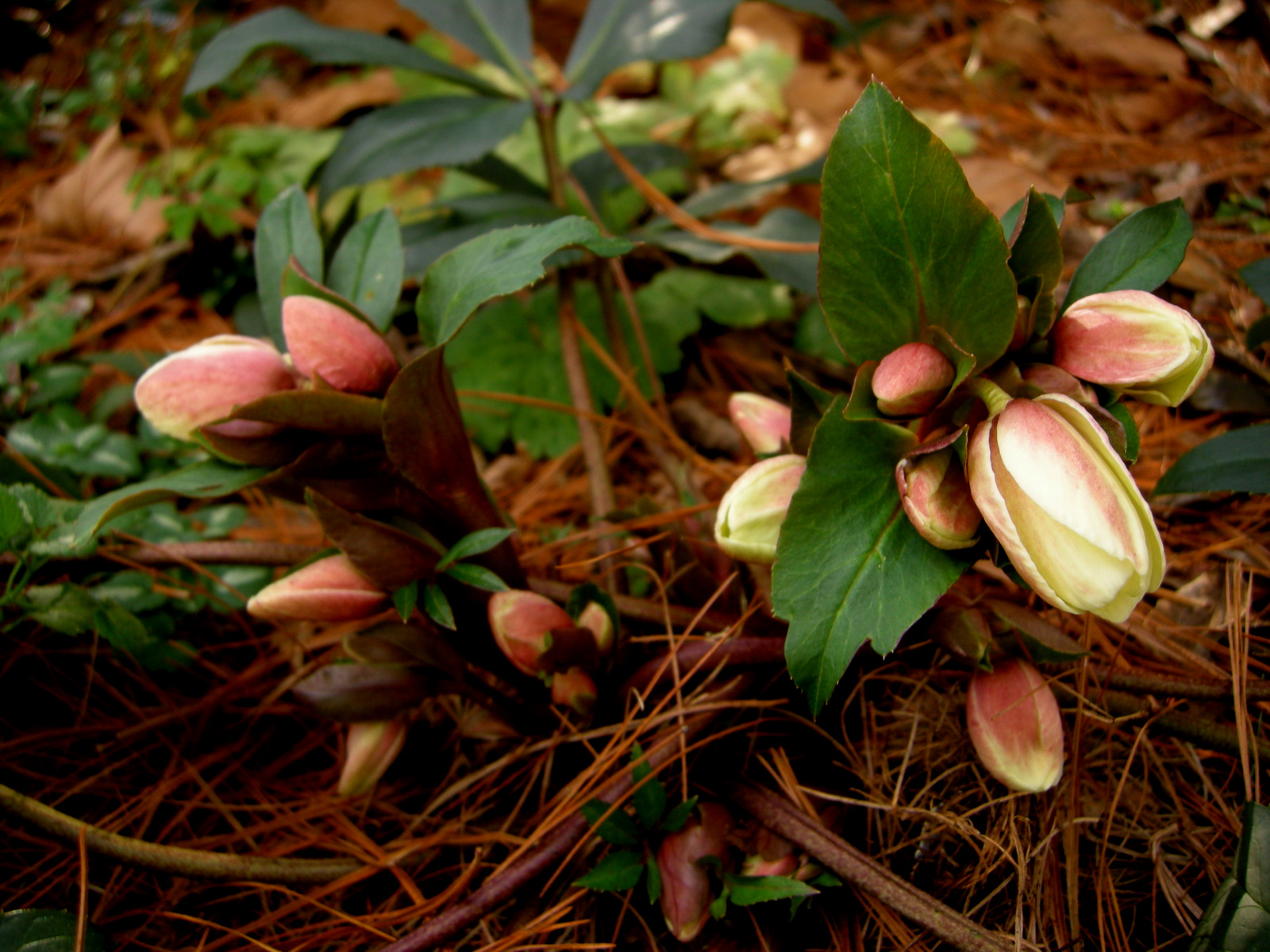 Cutting Back Hellebores CAROLYN'S SHADE GARDENS