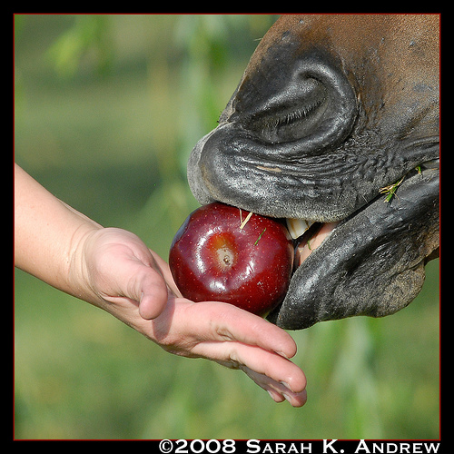 Fun Summer Horse Snack Recipe! The Carousel Horse