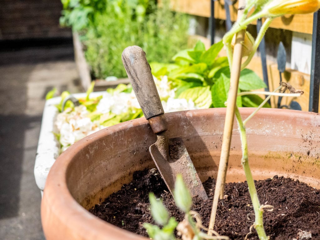 A triedandtested guide to succulents Carousel Spaces