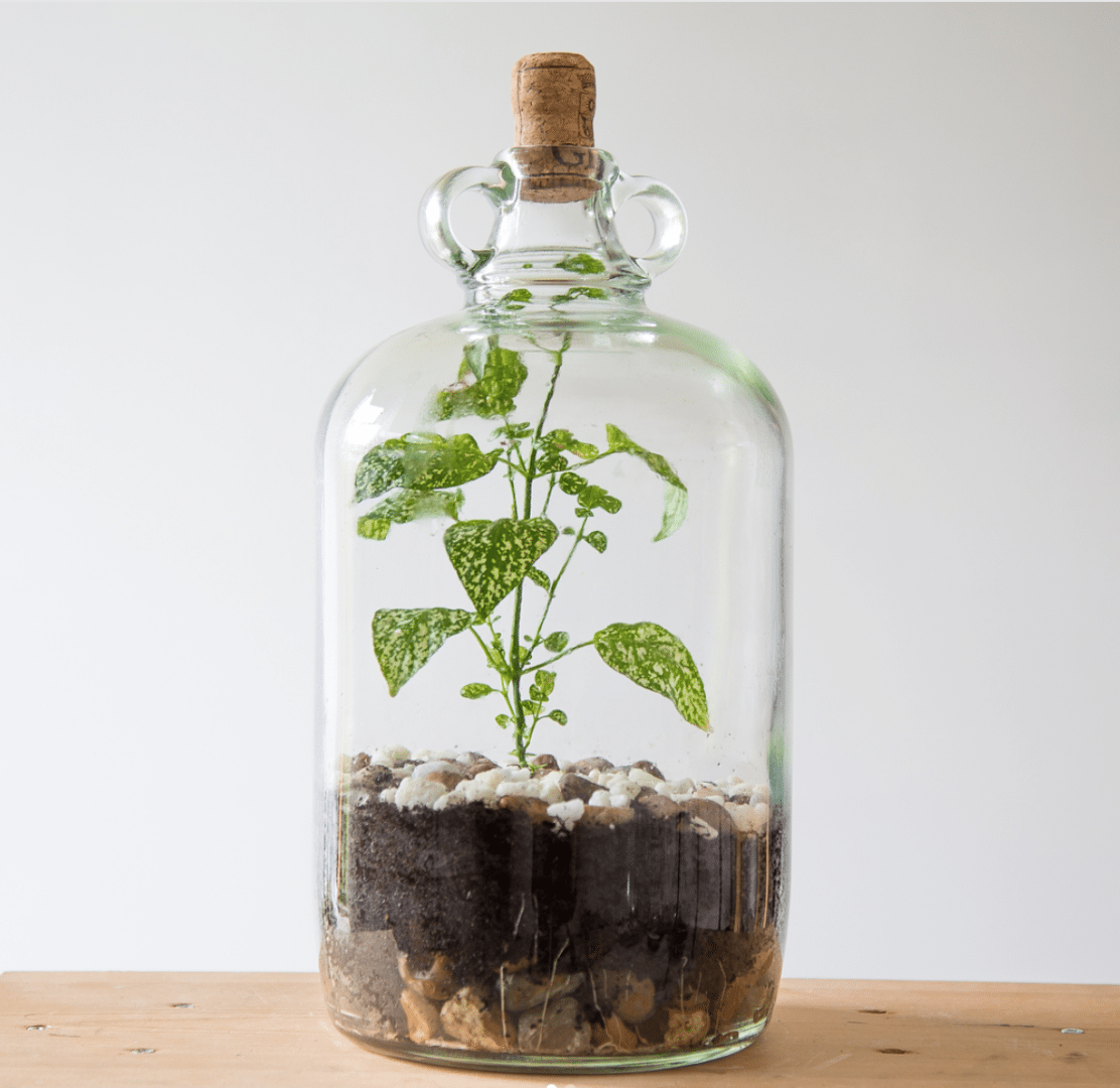 Terrarium Building with London Terrariums Carousel Spaces