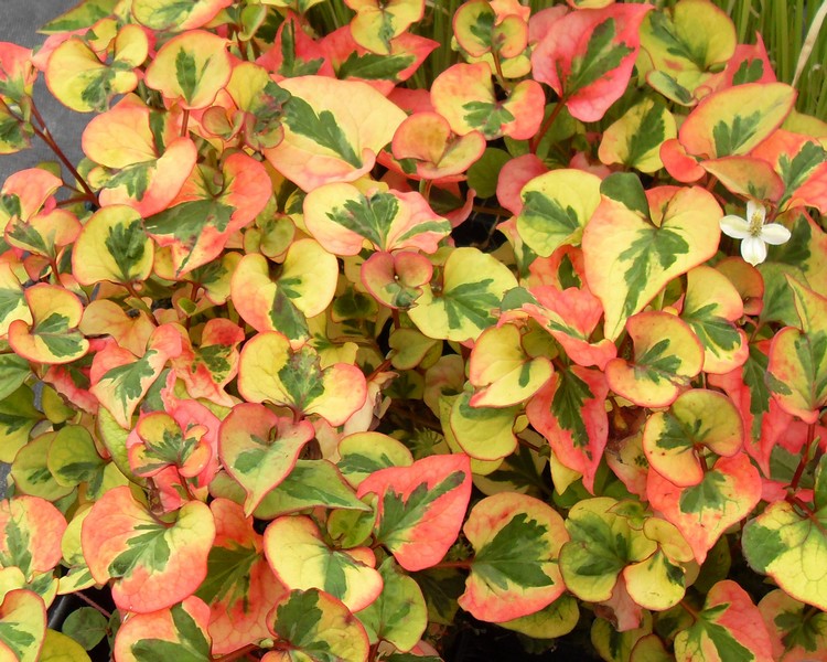 Houttuynia Cordata Variegata Variegated Orange Peel Plant