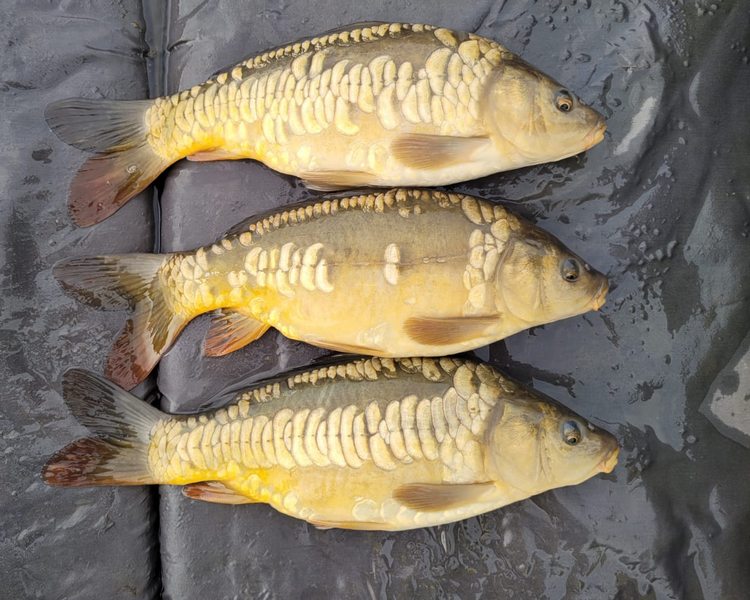 Buy Large Koi Online The Carp Co