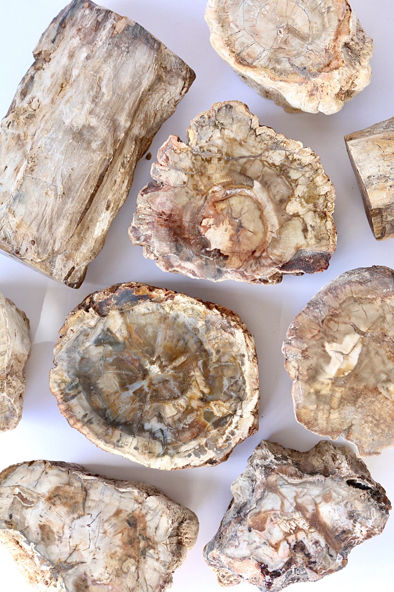Petrified Wood Archives Carpe Crystals