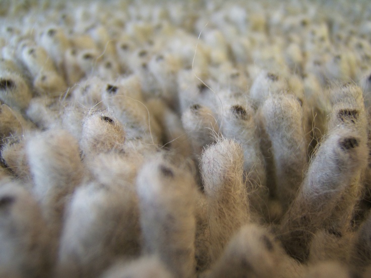 Wool, Nylon, and Polyester Broadloom What's the difference? Carpet