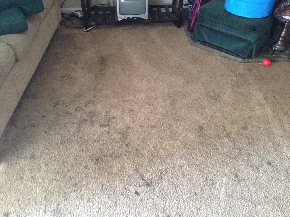 Carpet Cleaning Carpet Cleaning Mountain View 6502396030
