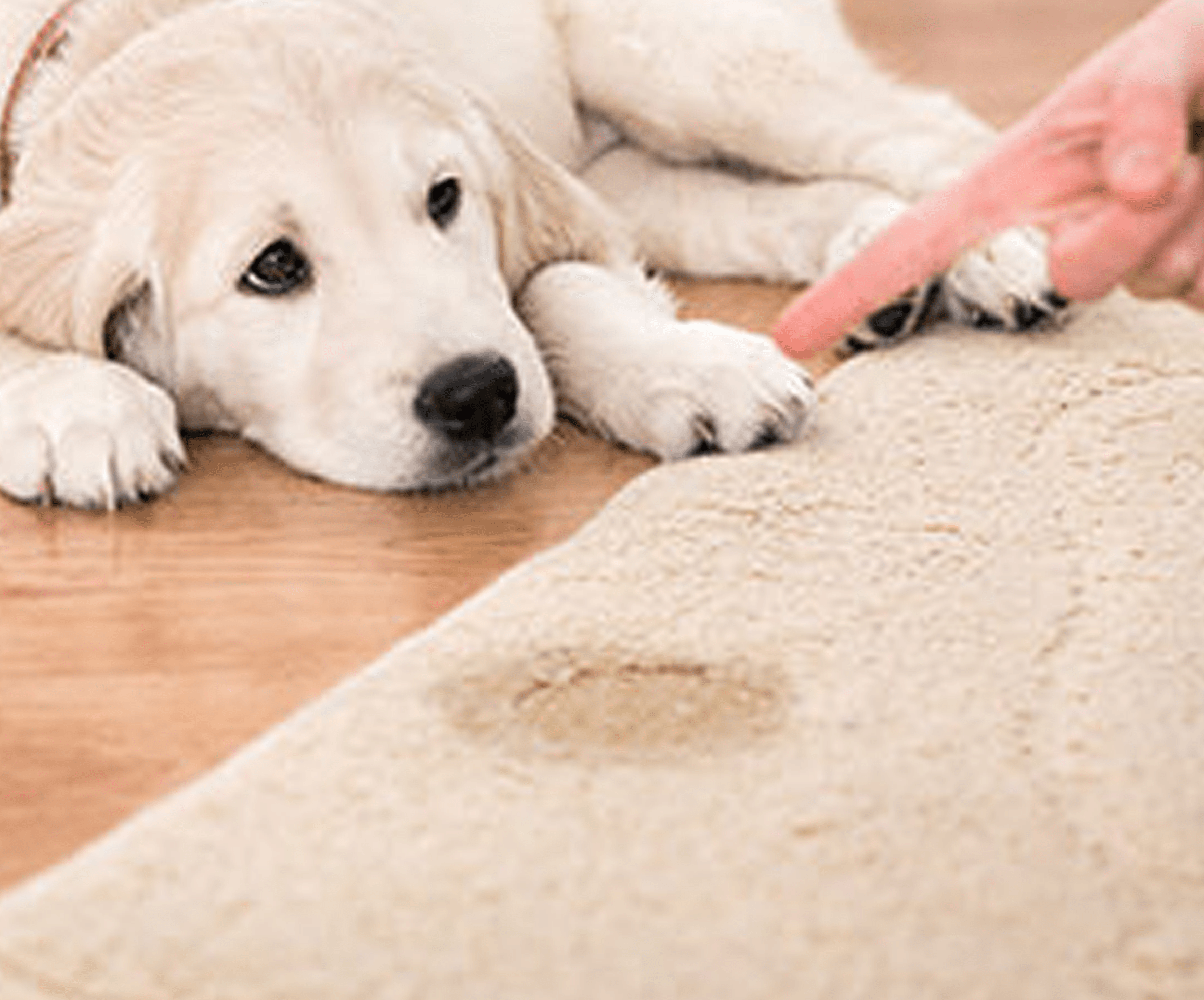 Carpet Cleaning Rosenberg TX {NonToxic Cleaning Solutions }