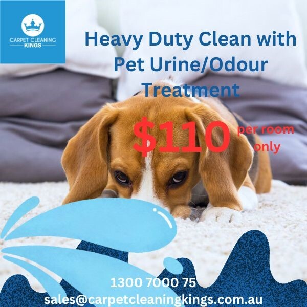 Carpet Cleaning Promotions Carpet Cleaning Kings