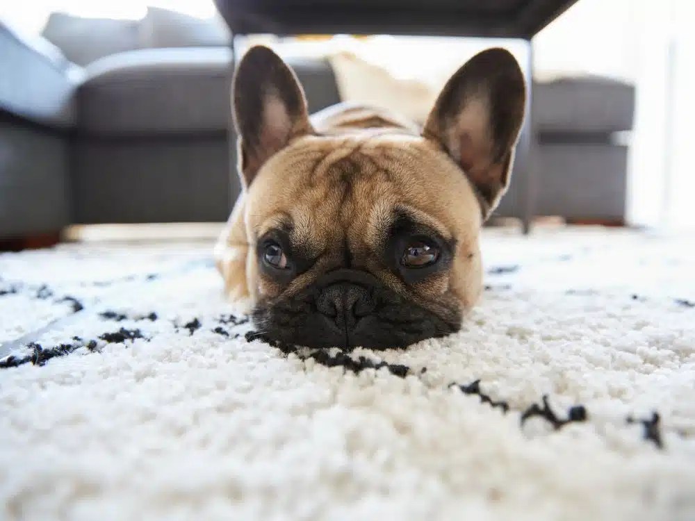 How To Get Dog Pee Smells & Stains Out Of Carpet? Try These Working