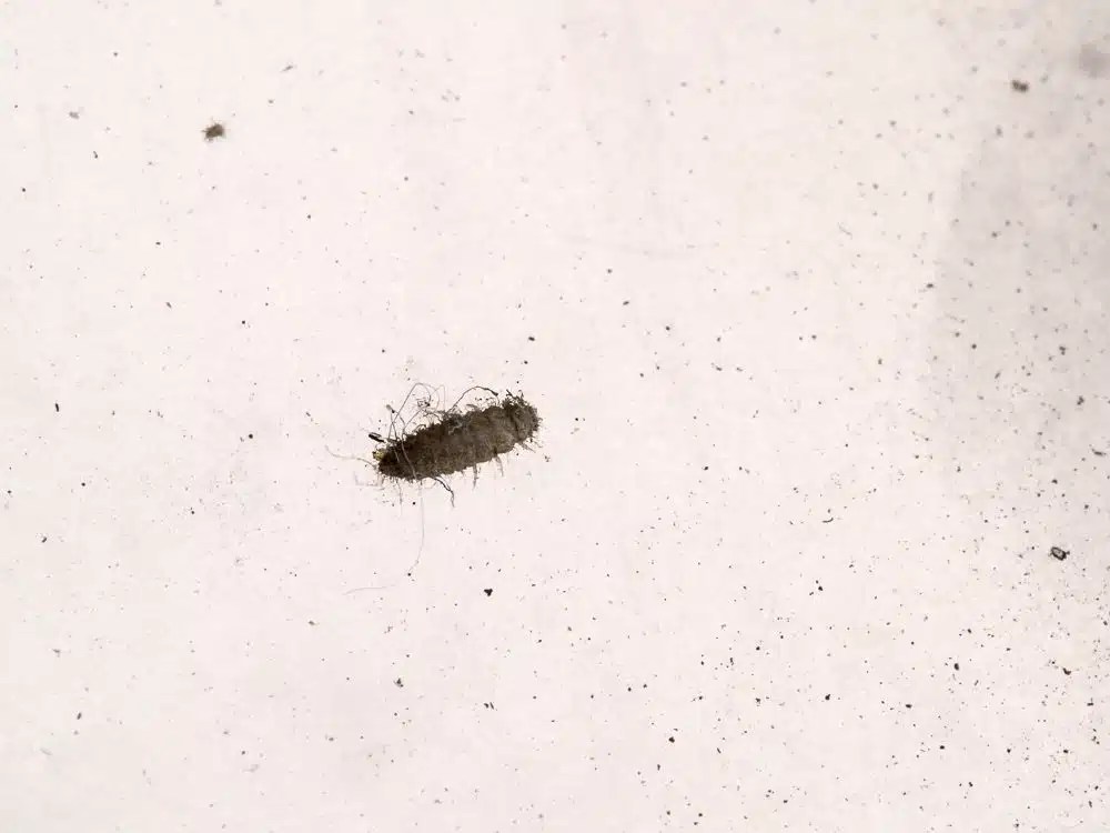 What Causes Carpet Beetles? 10 Ways To Deal With Them!
