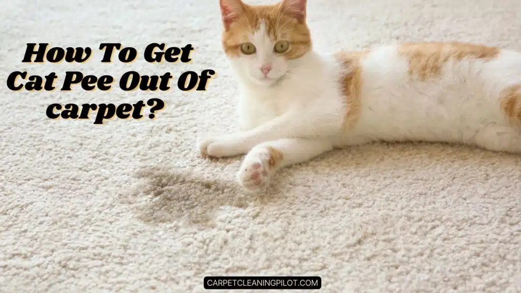 How To Get Cat Pee Out Of Carpet? 7 Methods to Clean!