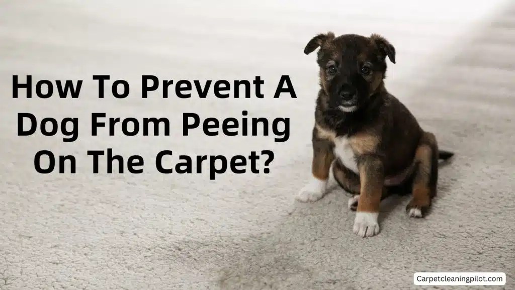 How To Prevent A Dog From Peeing On The Carpet? 4 Methods
